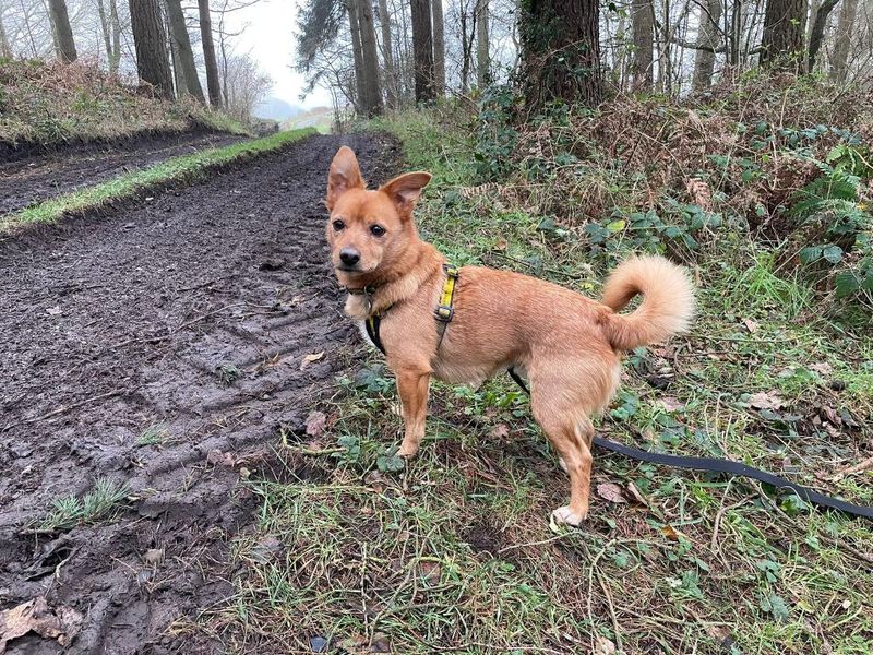 Jack Russell for adoption in Telford, Shropshire – 10 years old - Image 2 of 2