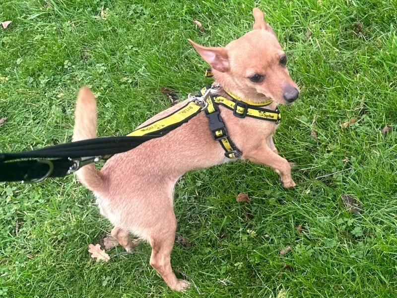 Pomeranian for adoption in Telford, Shropshire – 8 years old - Image 2 of 3