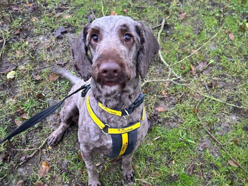 Poodle for adoption in Uxbridge, London – 5 years old - Image 1 of 1