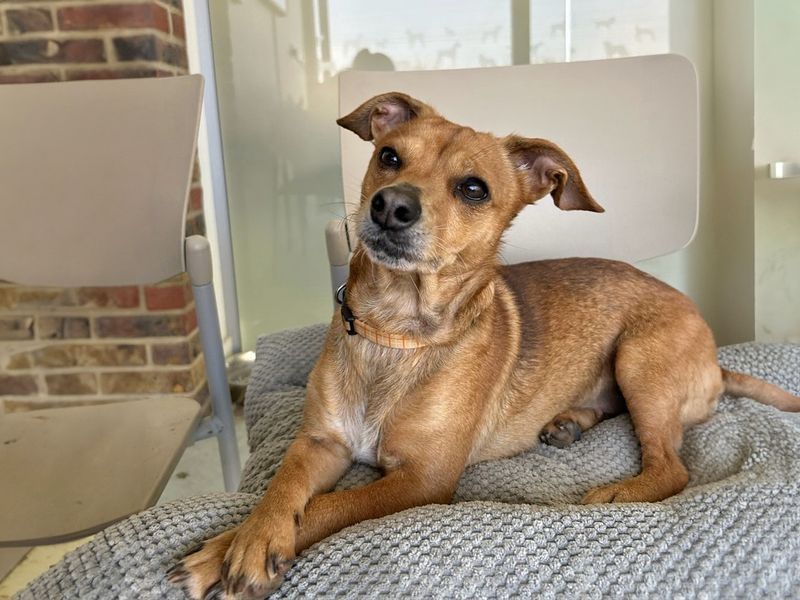 Suzie | Terrier (Jack Russell) | Basildon (Essex) - 1