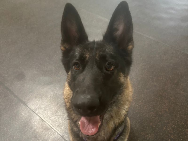 German Shepherd for adoption in Telford, Shropshire – 4 years old - Image 2 of 2