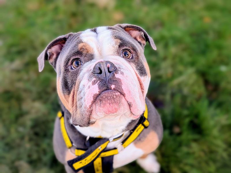 Hank for sale in Cardiff, Glamorgan - Image 2