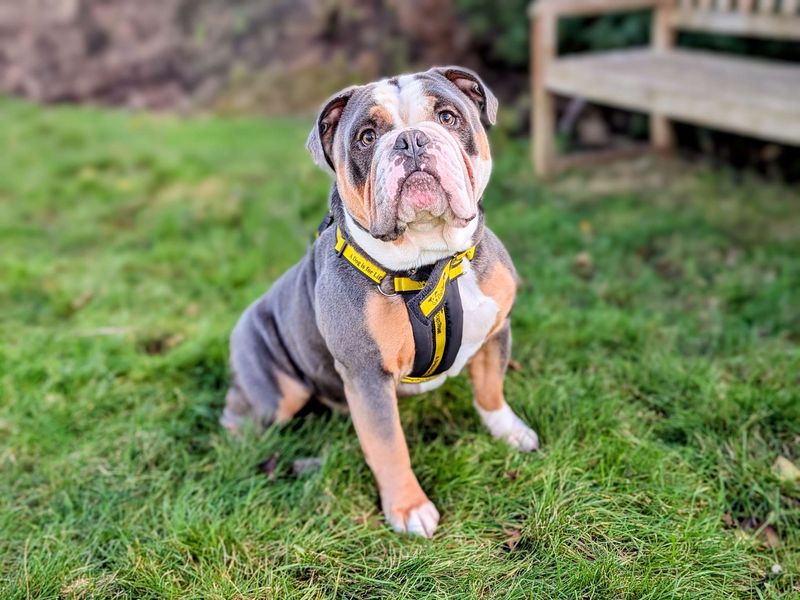 Hank for sale in Cardiff, Glamorgan