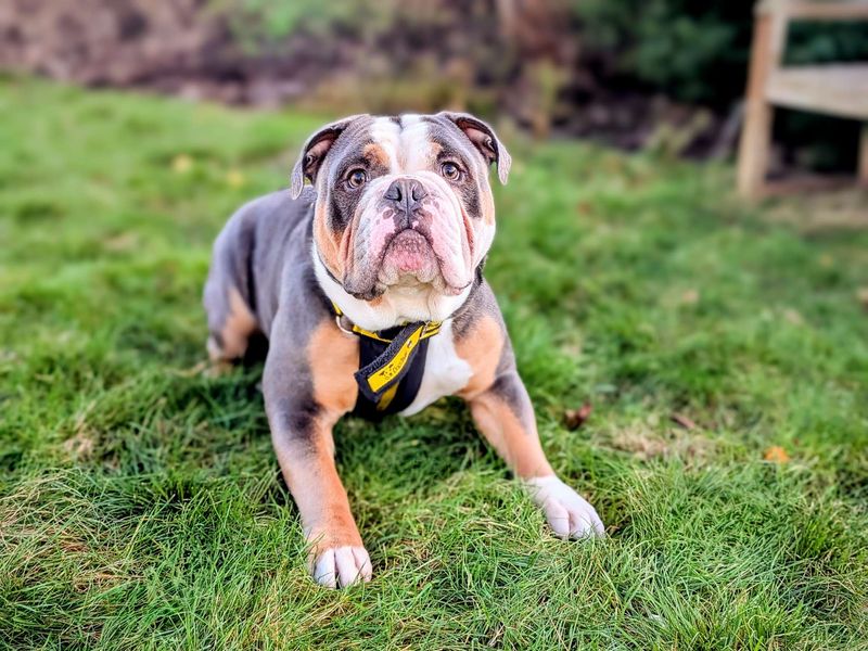 Hank for sale in Cardiff, Glamorgan | Image 3