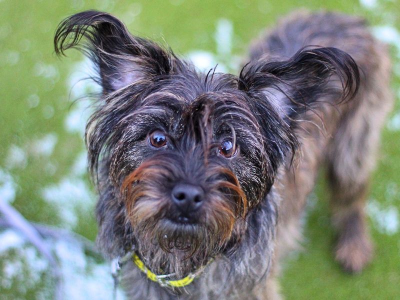 Mabel for sale in Manchester, Greater Manchester - Image 2