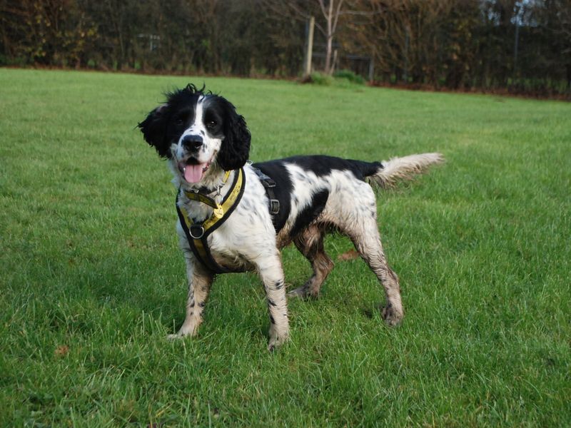 Ranger for sale in Newbury, Berks | Image 2