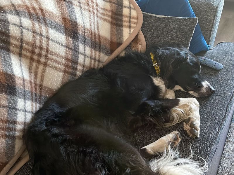 Border Collie for adoption in West Calder, West Lothian – 4 years old