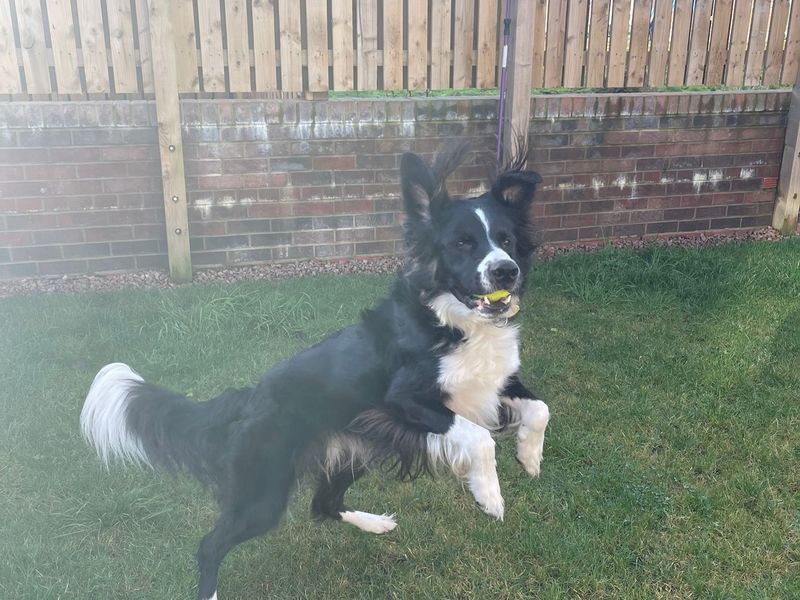 Border Collie for adoption in West Calder, West Lothian – 4 years old - Image 4 of 4