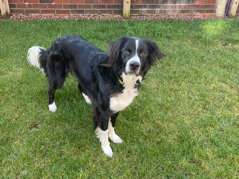 Border Collie for adoption in West Calder, West Lothian – 4 years old - Image 3 of 4