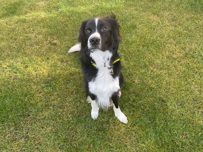 Border Collie for adoption in West Calder, West Lothian – 4 years old - Image 2 of 4