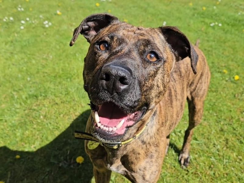 Dolly | Crossbreed | West Calder (Edinburgh) - 1