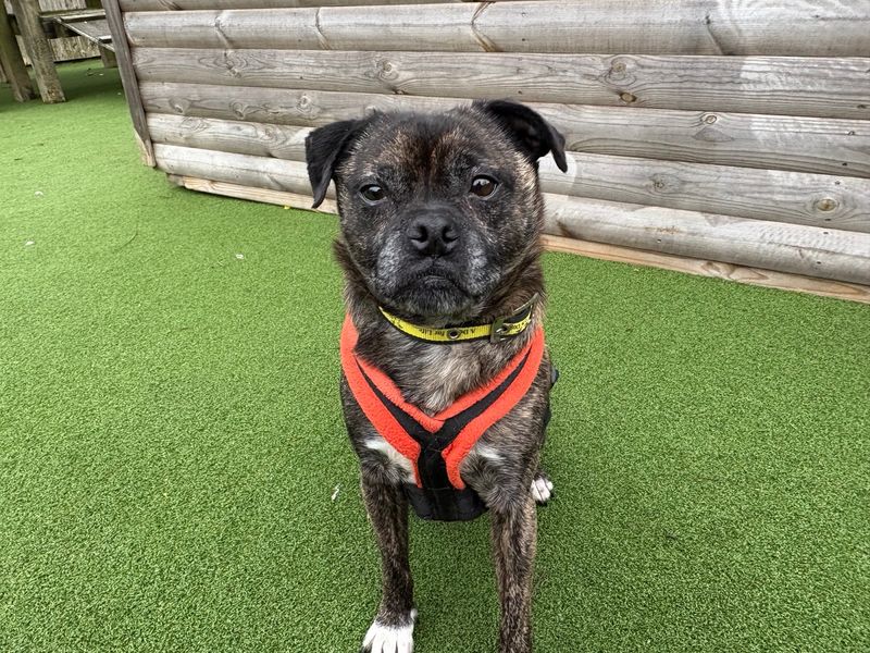 Taz for sale in Wymeswold, Leicestershire