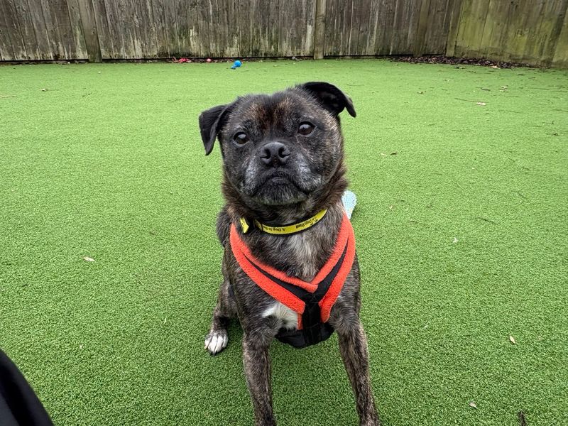 Taz for sale in Wymeswold, Leicestershire | Image 3