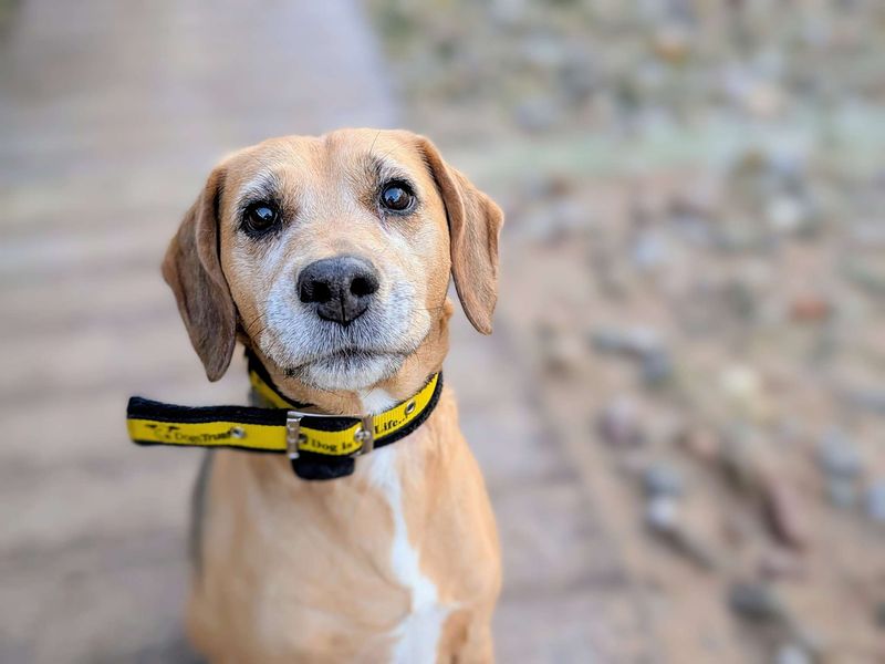 Beagle for adoption in Cardiff, Glamorgan – 10 years old - Image 4 of 7
