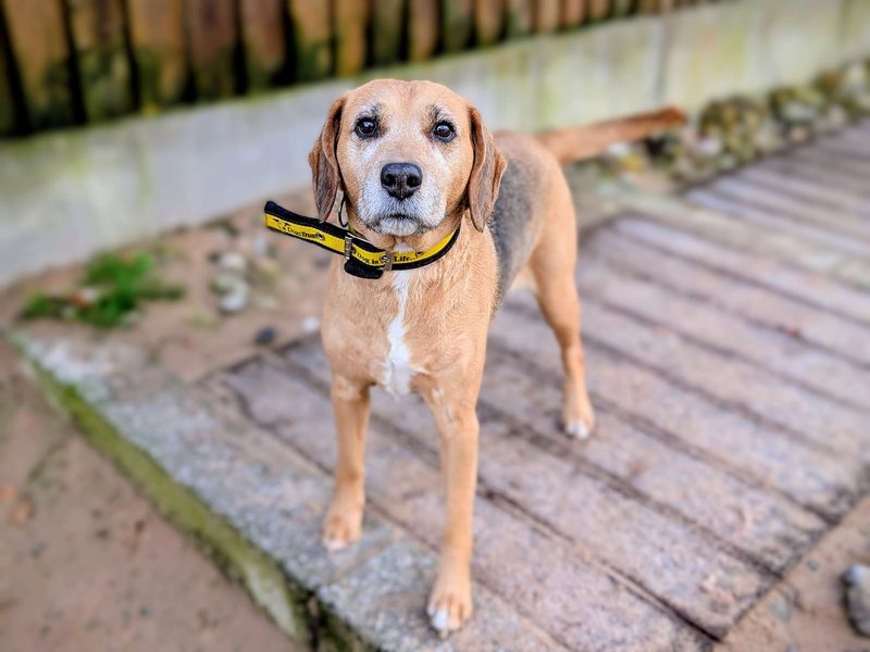Beagle for adoption in Cardiff, Glamorgan – 10 years old - Image 6 of 7