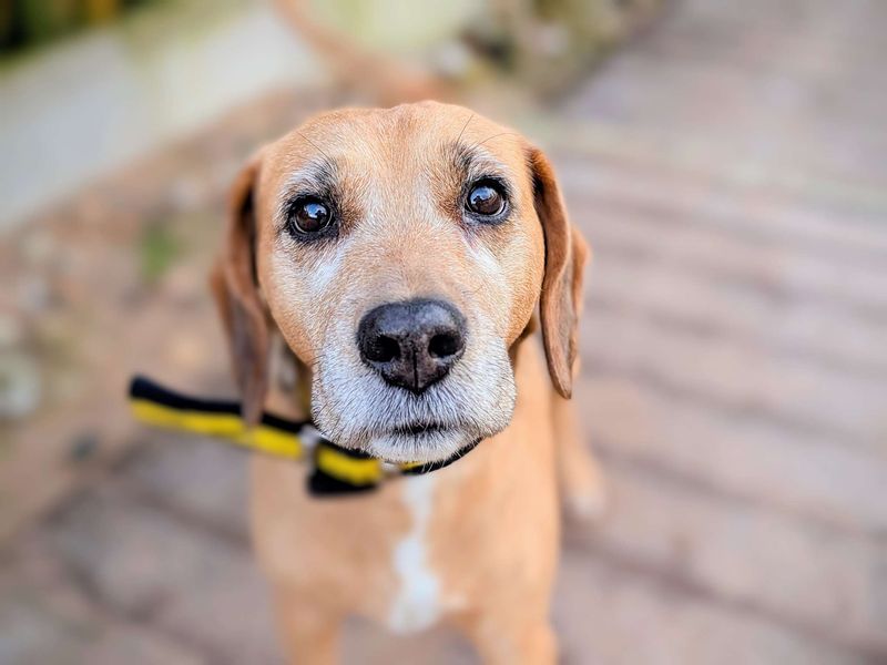 Beagle for adoption in Cardiff, Glamorgan – 10 years old - Image 1 of 7
