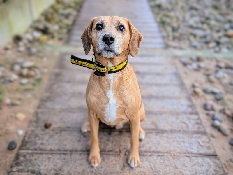 Beagle for adoption in Cardiff, Glamorgan – 10 years old - Image 3 of 7