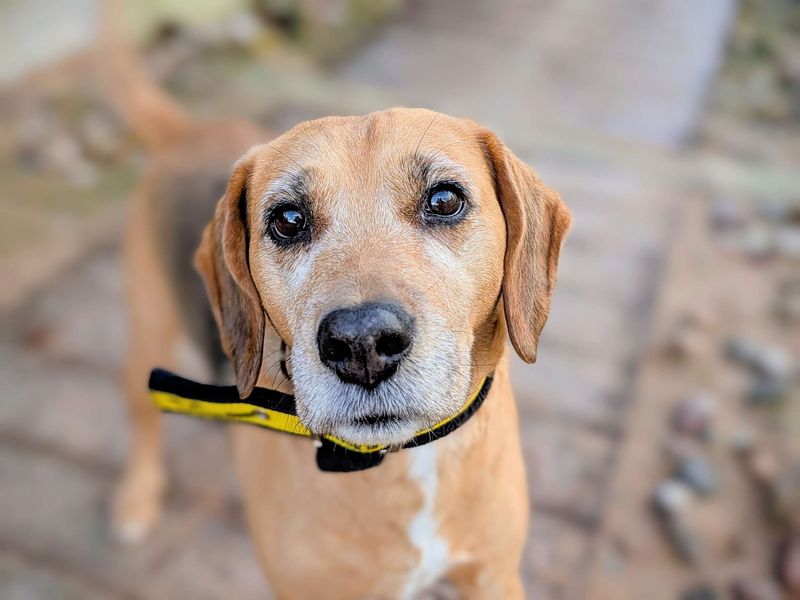 Beagle for adoption in Cardiff, Glamorgan – 10 years old - Image 2 of 7