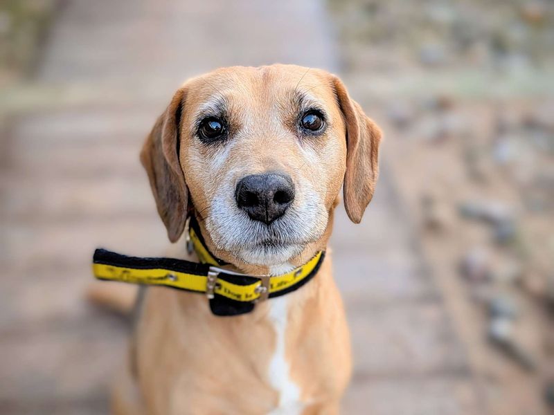 Beagle for adoption in Cardiff, Glamorgan – 10 years old - Image 7 of 7