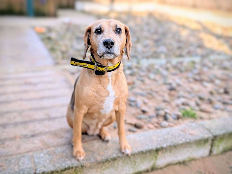 Beagle for adoption in Cardiff, Glamorgan – 10 years old - Image 5 of 7