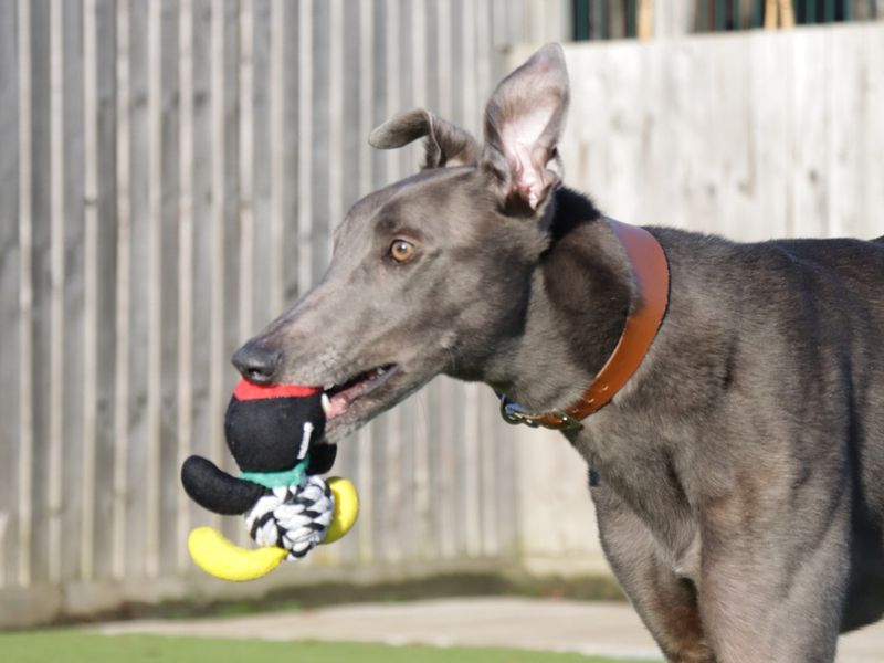 Harry for sale in Evesham, Worcestershire - Image 3