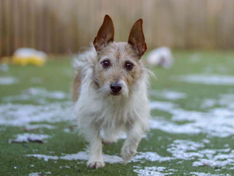 Jack Russell Terrier for adoption in Kenilworth, Warks – 8 years old - Image 2 of 2