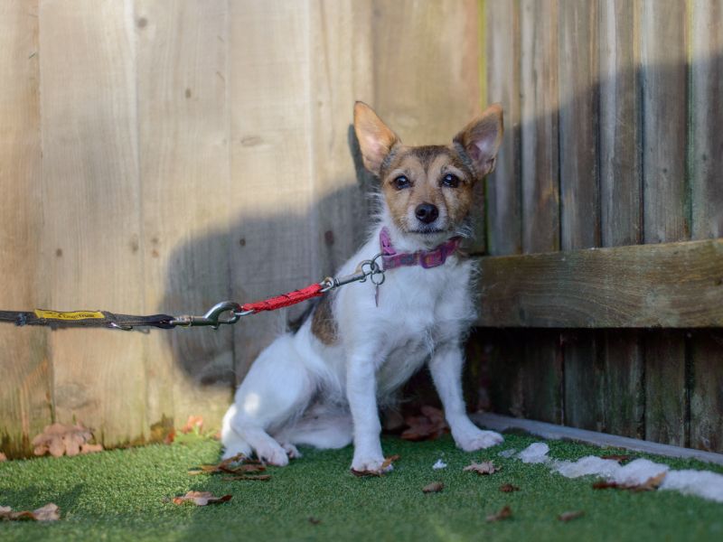 Zelda for sale in Kenilworth, Warks - Image 2