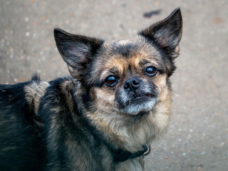 Chihuahua for adoption in Wymeswold, Leicestershire – 9 years old - Image 2 of 2