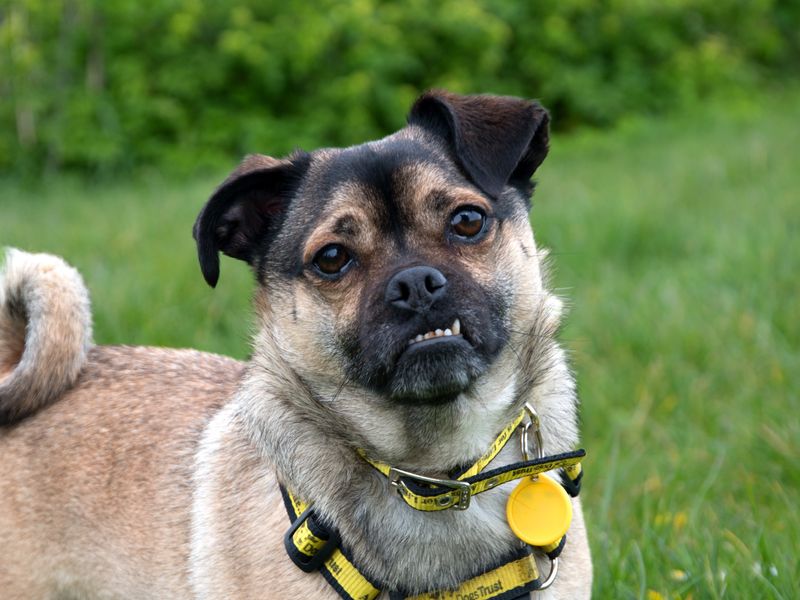 Pixie | Chihuahua (Long Coat) | Loughborough - 1