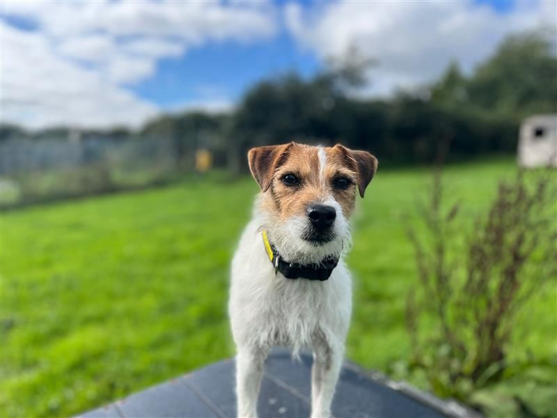 Flipper | Terrier (Patterdale) Cross | Cardiff - 1