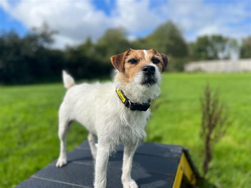 Flipper | Terrier (Patterdale) Cross | Cardiff - 2