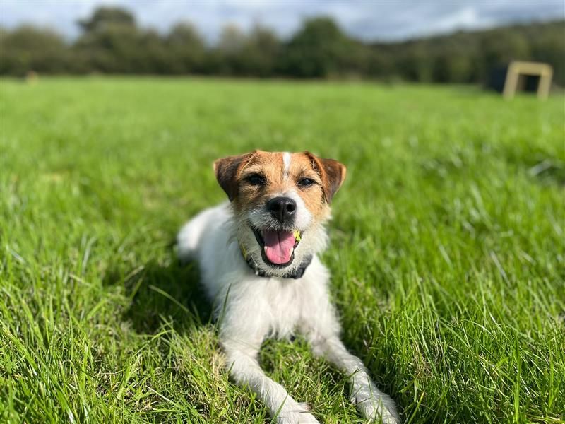 Flipper | Terrier (Patterdale) Cross | Cardiff - 4