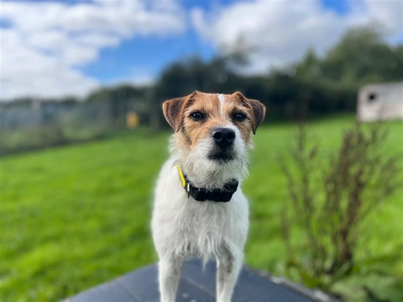 Flipper | Terrier (Patterdale) Cross | Cardiff - 3