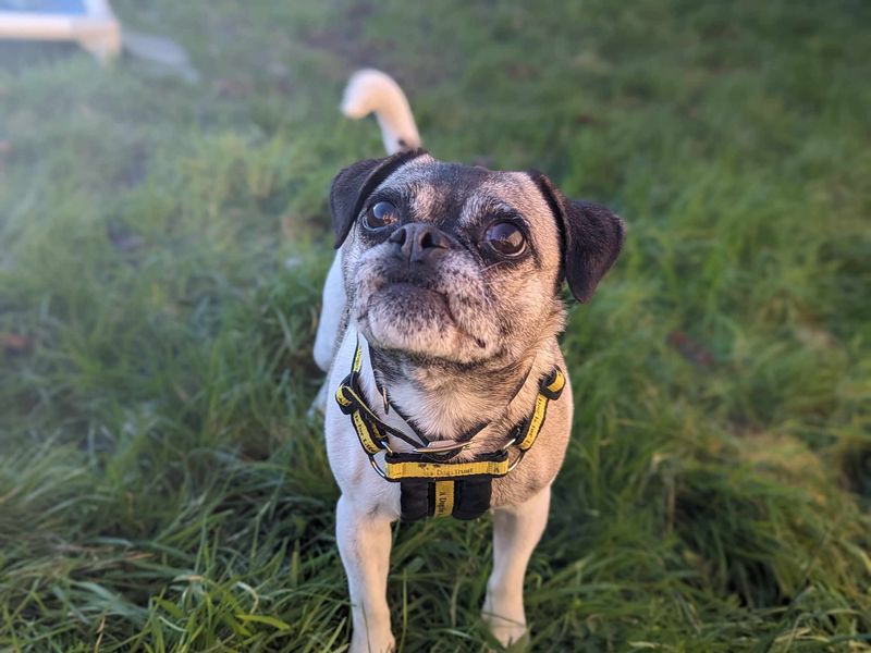 Pug for adoption in Mid Glamorgan, Wales – 4 years old - Image 1 of 2