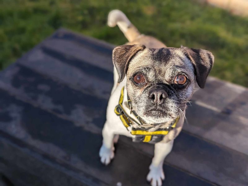 Pug for adoption in Mid Glamorgan, Wales – 4 years old - Image 2 of 2