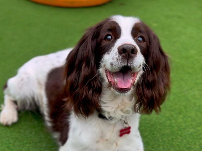 Marley for sale in Shoreham by Sea, West Sussex | Image 3
