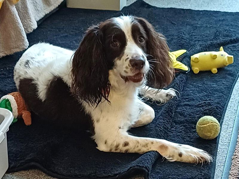 Marley for sale in Shoreham by Sea, West Sussex | Image 4