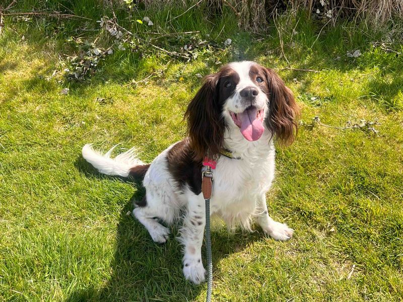 Marley | Spaniel (English Springer) | Shoreham (Sussex) - 1