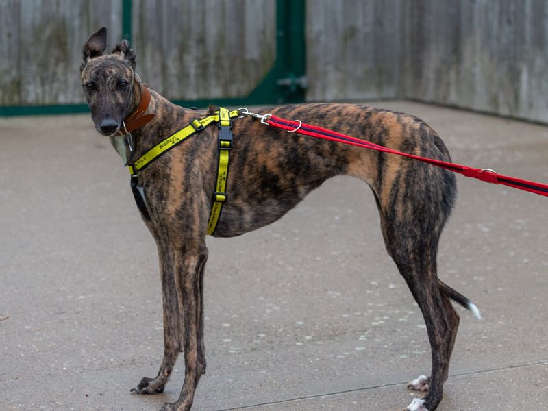 Greyhound for adoption in Wymeswold, Leicestershire – 4 years old - Image 2 of 2