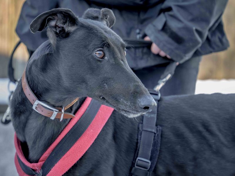 Billy for sale in Wymeswold, Leicestershire - Image 1
