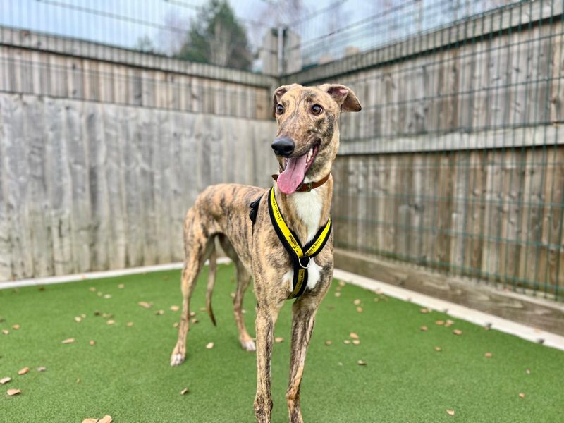 Greyhound for adoption in Cardiff, Glamorgan – 3 years old - Image 3 of 3