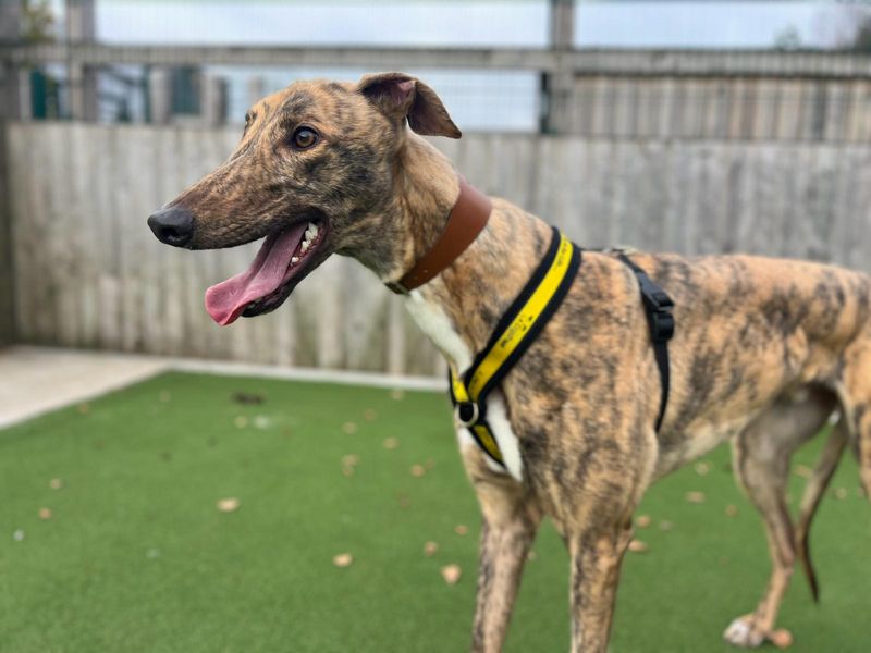 Greyhound for adoption in Cardiff, Glamorgan – 3 years old - Image 1 of 3