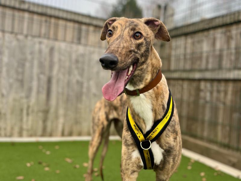 Greyhound for adoption in Cardiff, Glamorgan – 3 years old - Image 2 of 3