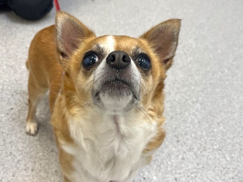 Chihuahua for adoption in Ballymena, Co Antrim – 5 years old