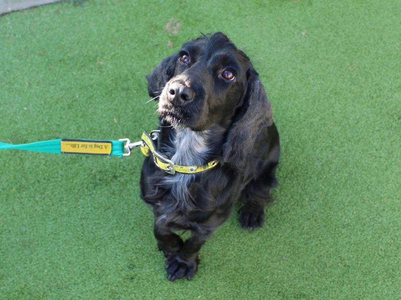 Cocker Spaniel for adoption in Evesham, Worcestershire – 4 years old - Image 3 of 4