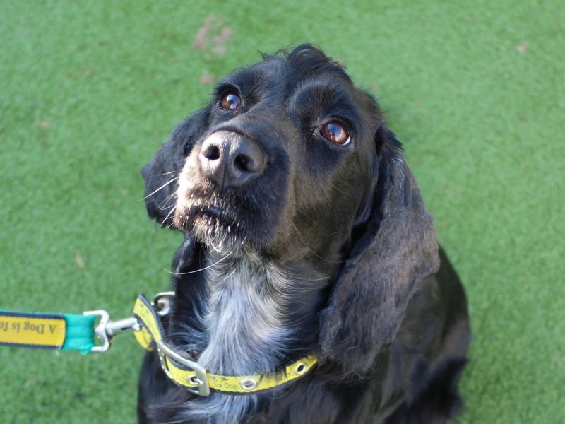 Cocker Spaniel for adoption in Evesham, Worcestershire – 4 years old