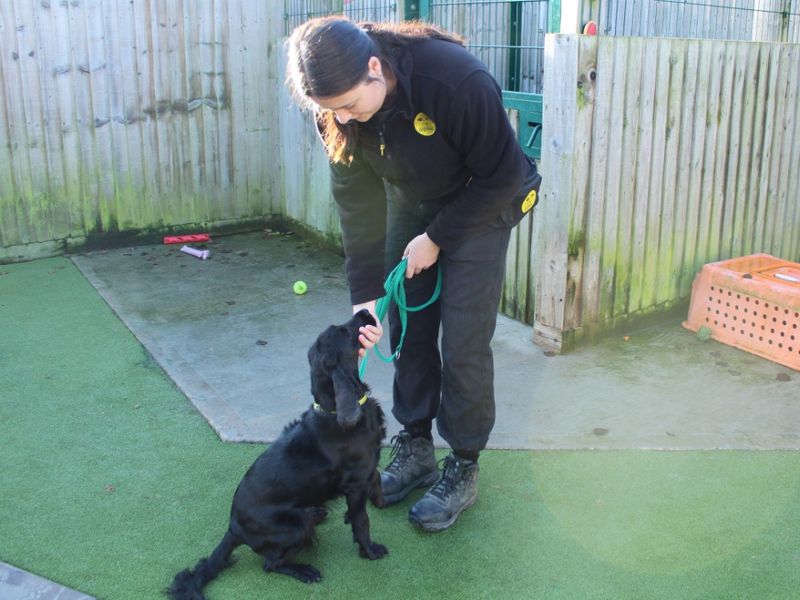 Cocker Spaniel for adoption in Evesham, Worcestershire – 4 years old - Image 4 of 4