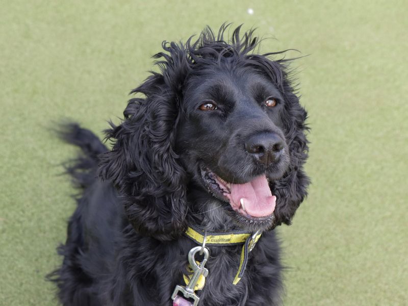 Imelda | Spaniel (Cocker) | Evesham (Worcestershire) - 1