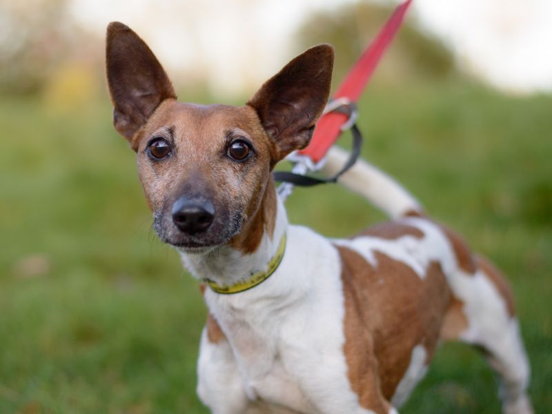Jack Russell Terrier for adoption in Kenilworth, Warks – 10 years old - Image 2 of 2