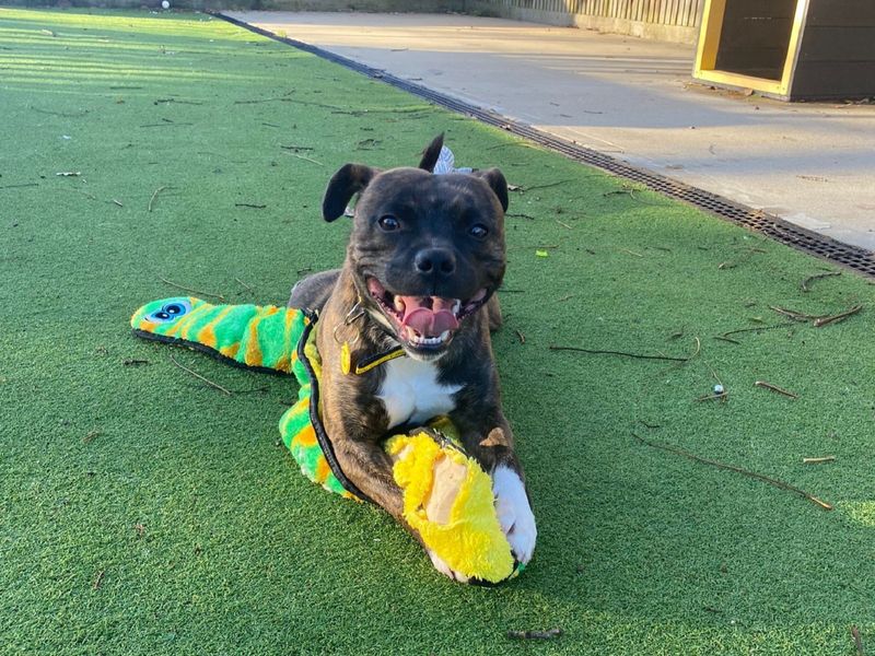 Staffordshire Bull Terrier for adoption in Chestfield, Kent – 2 years old - Image 2 of 2